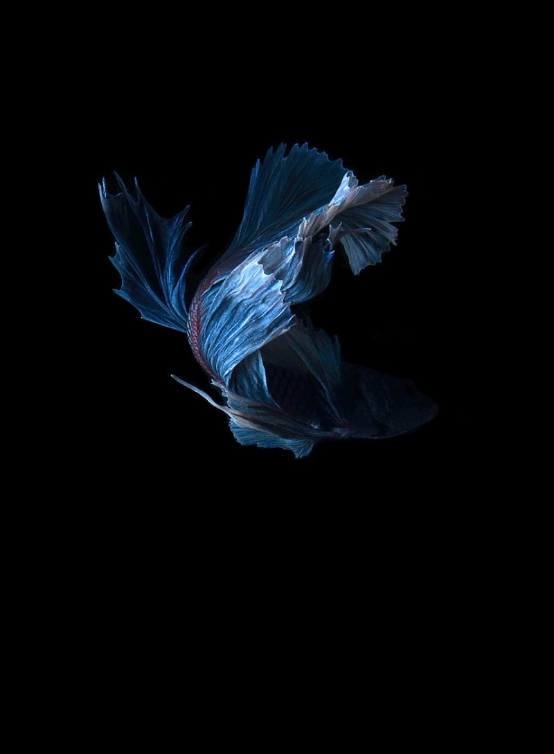Stunning-beautiful-photos-of-tropical-Siamese-Fighting-Fishes (6)