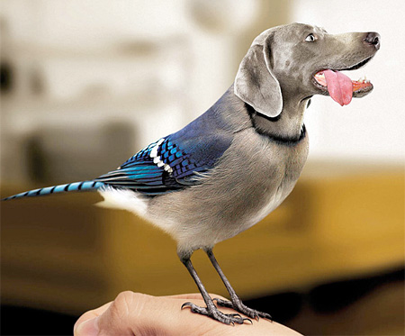 funny-ps-pictures-manipulation-cute-dog-bird-images (1)
