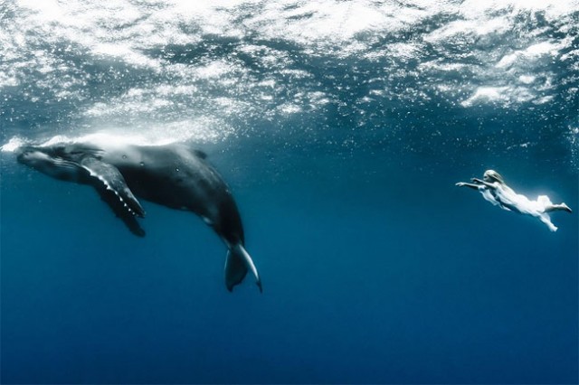 wonderful-beautiful-underwater-photography-Pacific-Ocean-whales (2)