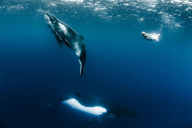 wonderful-beautiful-underwater-photography-Pacific-Ocean-whales (4)