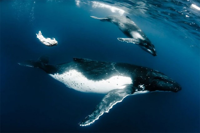 wonderful-beautiful-underwater-photography-Pacific-Ocean-whales (8)