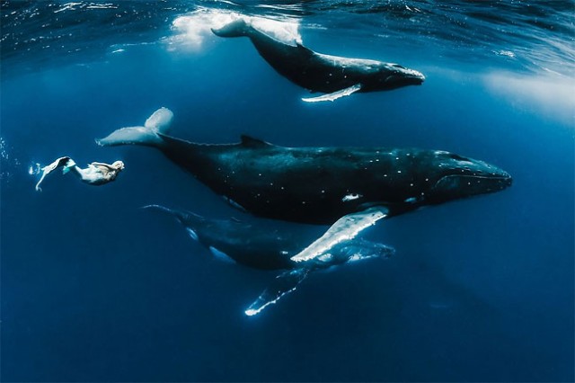 wonderful-beautiful-underwater-photography-Pacific-Ocean-whales (9)
