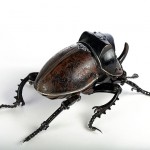 cool-awesome-amazing-animal-insect-sculptures (4)