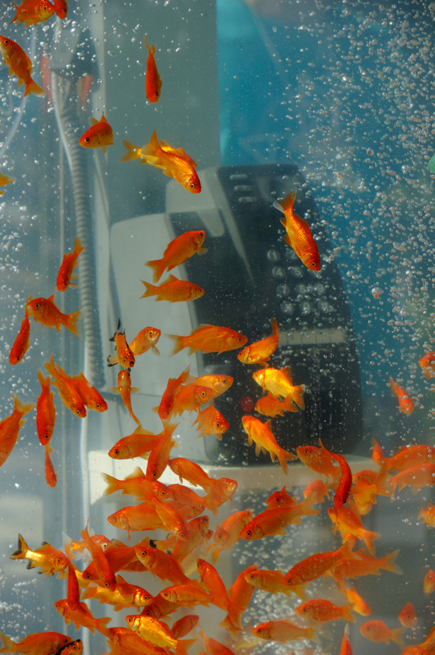 gold-Fish-Tank-aquarium-Phone-booth (4)