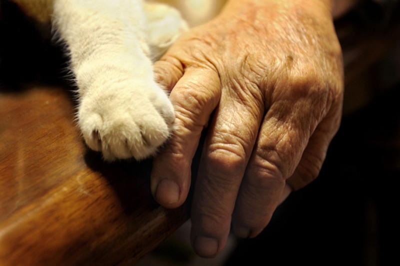 affecting-heart-warming-grandmother-and-odd-eyed-cat-photos (10)