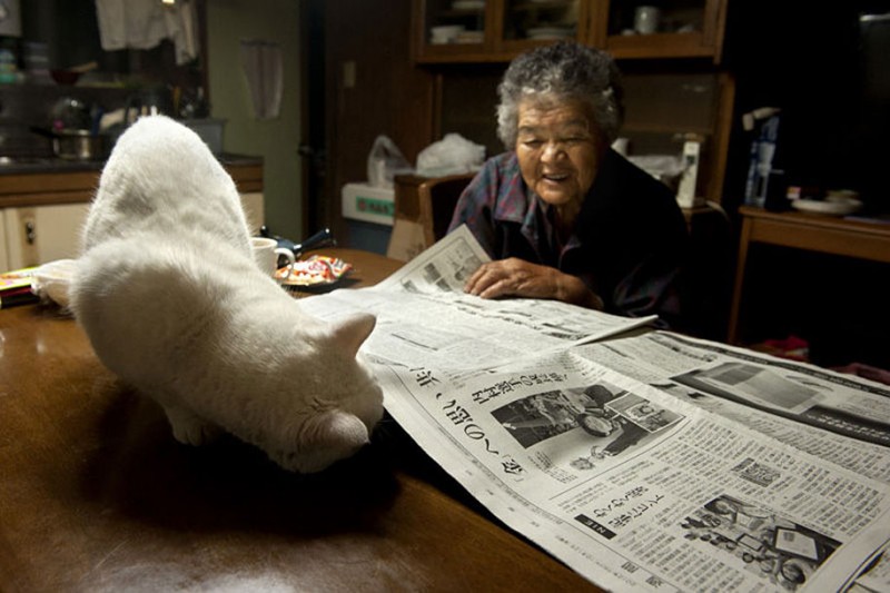affecting-heart-warming-grandmother-and-odd-eyed-cat-photos (7)