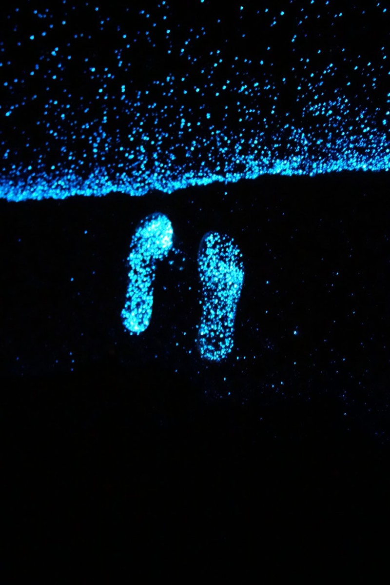beautitful-blue-stars-ocean-organisms-bioluminescent-phytoplankton-Maldive (3)