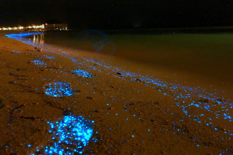 beautitful-blue-stars-ocean-organisms-bioluminescent-phytoplankton-Maldive (4)