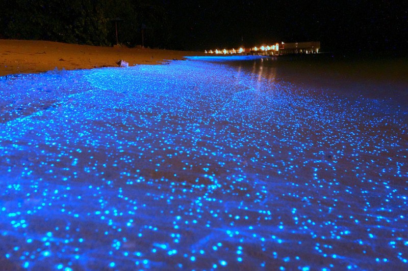 beautitful-blue-stars-ocean-organisms-bioluminescent-phytoplankton-Maldive (5)