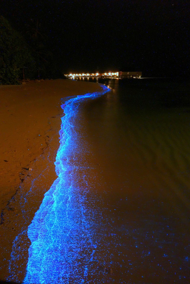 beautitful-blue-stars-ocean-organisms-bioluminescent-phytoplankton-Maldive