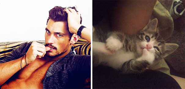 funny-hilarious-celebrities-male-stars-and-cats-pictures (10)