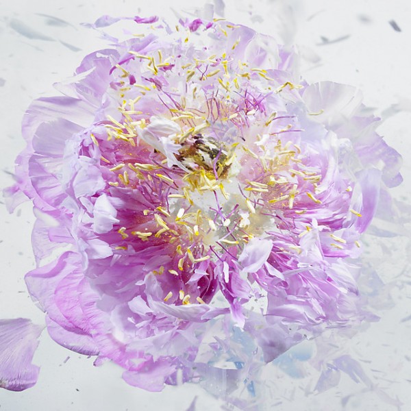 high-speed-photography-flowers-bursting-pictures (1)