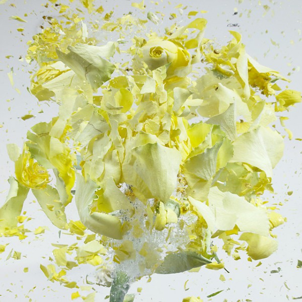 high-speed-photography-flowers-bursting-pictures (3)