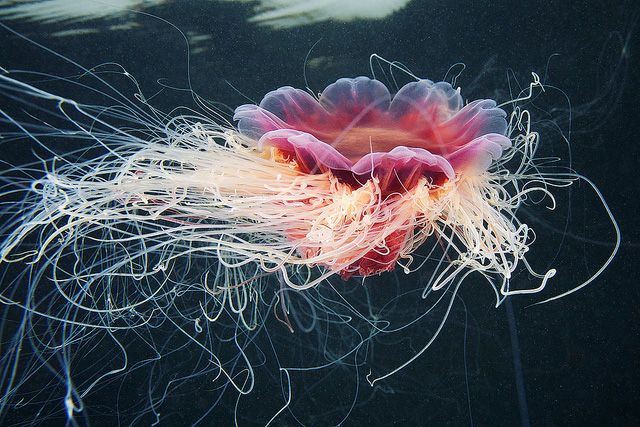 stunning-beautiful-photographs-underwater-life-jellyfish (1)