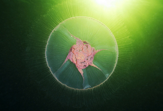 stunning-beautiful-photographs-underwater-life-jellyfish (3)