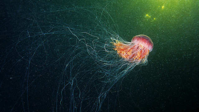 stunning-beautiful-photographs-underwater-life-jellyfish (4)