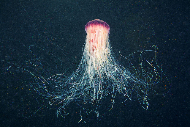 stunning-beautiful-photographs-underwater-life-jellyfish (5)