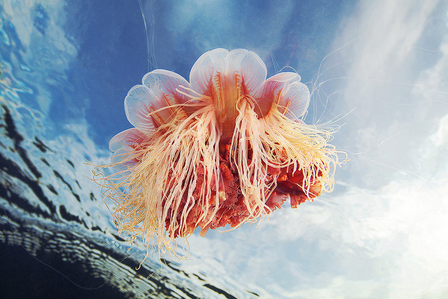 stunning-beautiful-photographs-underwater-life-jellyfish