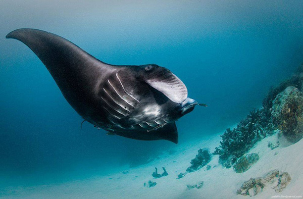 impressive-beautiful-deep-underwater-photography-marine-creatures (2)
