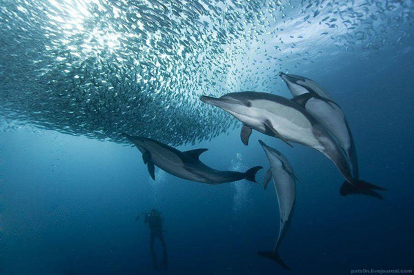 impressive-beautiful-deep-underwater-photography-marine-creatures (4)