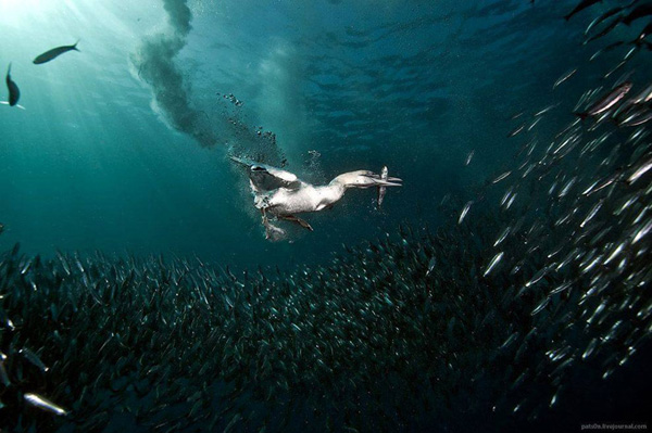 impressive-beautiful-deep-underwater-photography-marine-creatures (5)