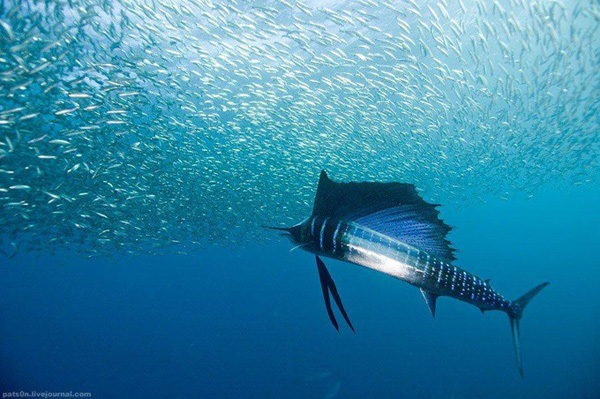 impressive-beautiful-deep-underwater-photography-marine-creatures (7)