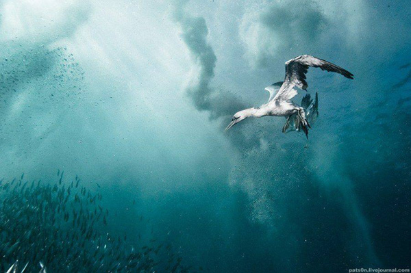 impressive-beautiful-deep-underwater-photography-marine-creatures