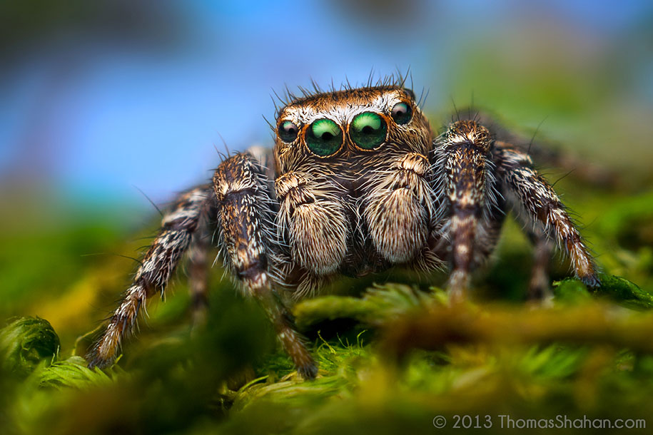 Amazing visual art by macro photography – Close-ups of jumping spiders