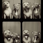 adorable-cute-funny-dogs-pictures-in-photo-booth