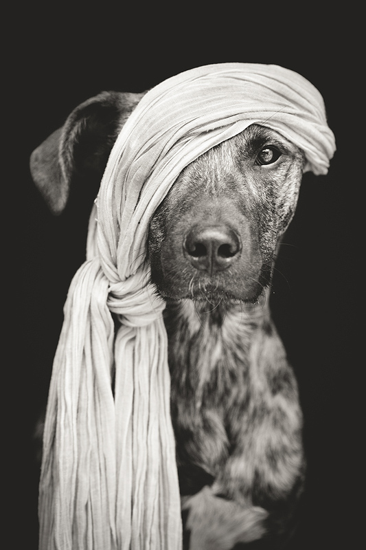 pet-photography-humorous-hilarious-funny-dog-pictures