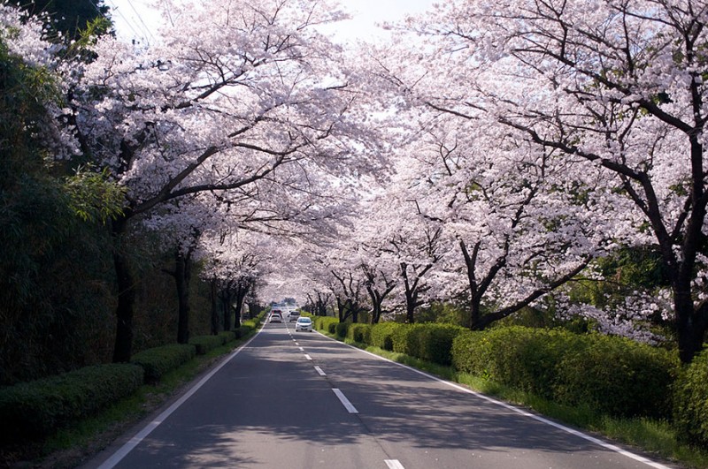 stunning-beautiful-japanese-cherry-blossom-sakura-oriental-cherry-pictures (1)