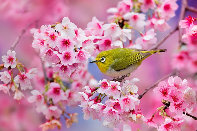 stunning-beautiful-japanese-cherry-blossom-sakura-oriental-cherry-pictures (11)
