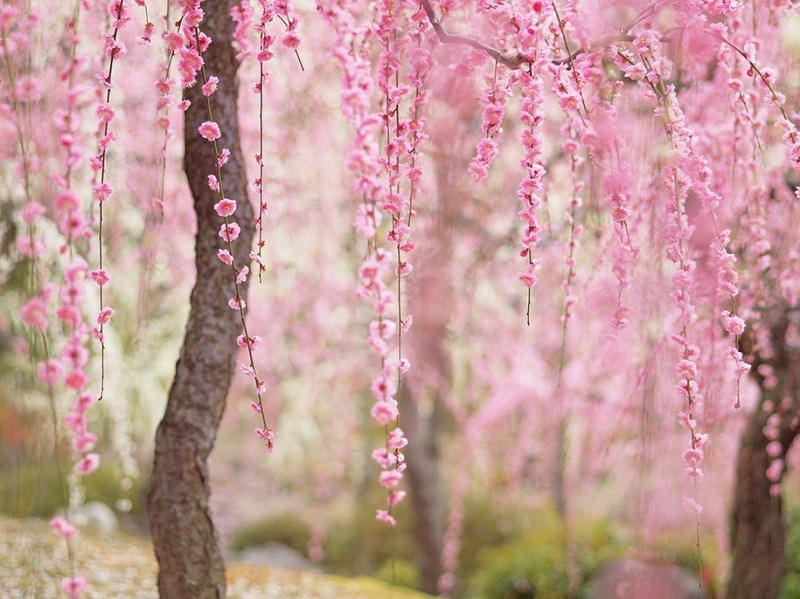 stunning-beautiful-japanese-cherry-blossom-sakura-oriental-cherry-pictures (13)