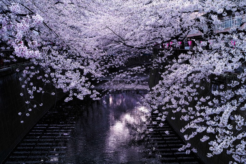 stunning-beautiful-japanese-cherry-blossom-sakura-oriental-cherry-pictures (16)