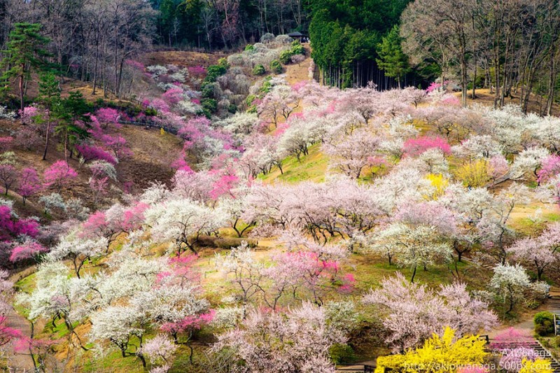 stunning-beautiful-japanese-cherry-blossom-sakura-oriental-cherry-pictures (17)