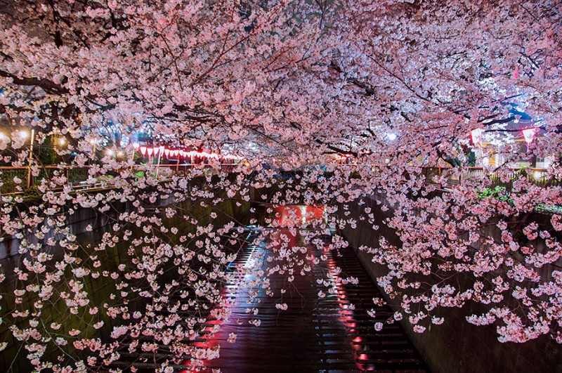 stunning-beautiful-japanese-cherry-blossom-sakura-oriental-cherry-pictures (18)