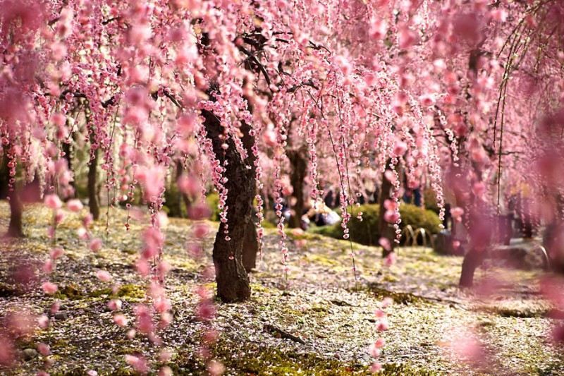 stunning-beautiful-japanese-cherry-blossom-sakura-oriental-cherry-pictures (19)