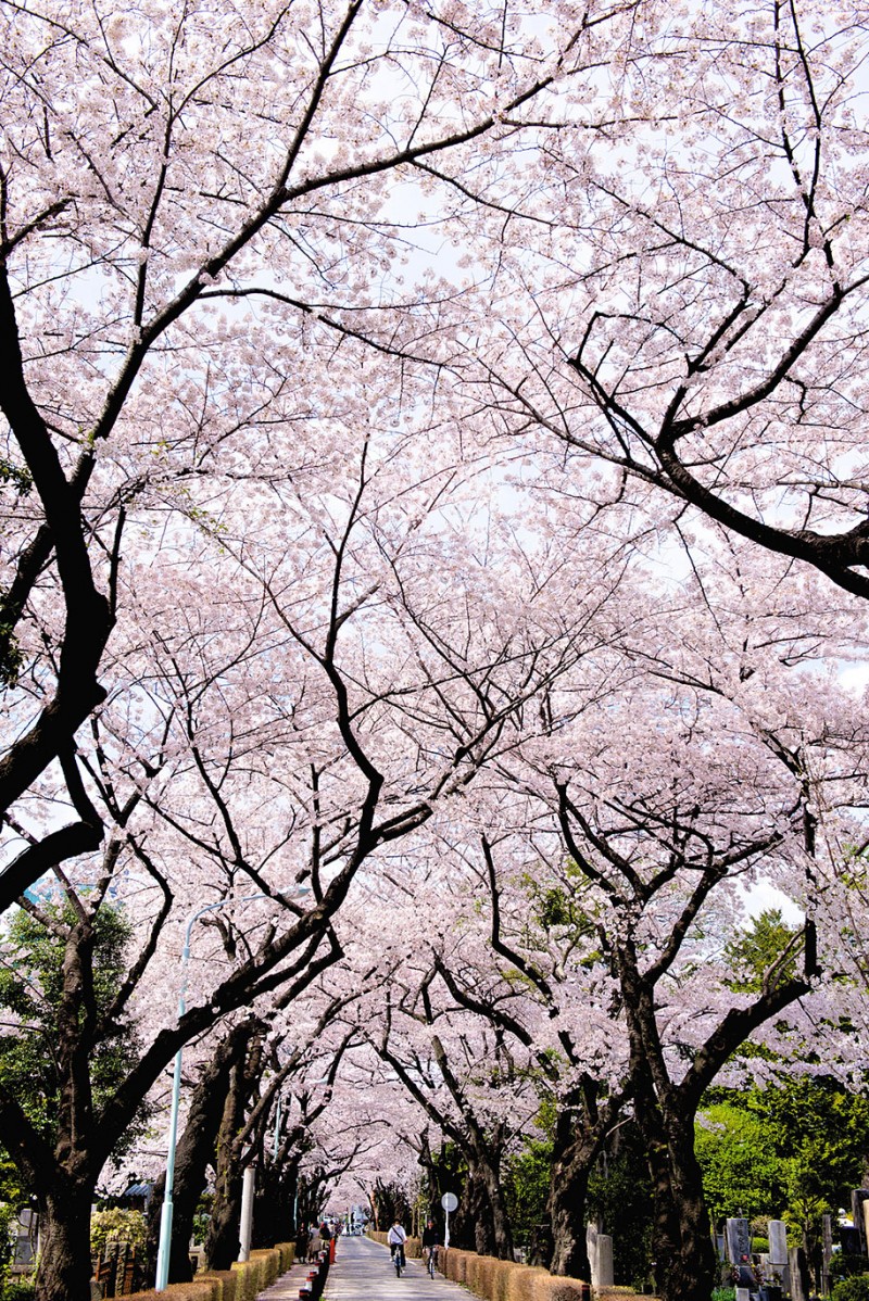 stunning-beautiful-japanese-cherry-blossom-sakura-oriental-cherry-pictures (2)
