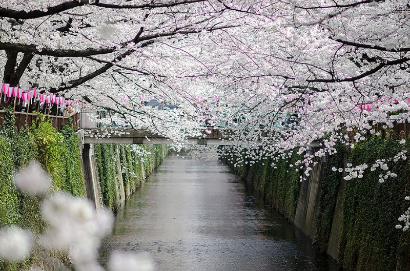 stunning-beautiful-japanese-cherry-blossom-sakura-oriental-cherry-pictures (21)