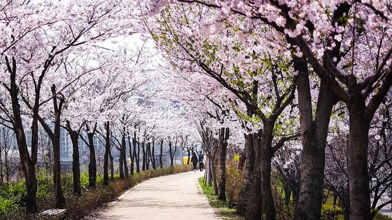 stunning-beautiful-japanese-cherry-blossom-sakura-oriental-cherry-pictures (22)