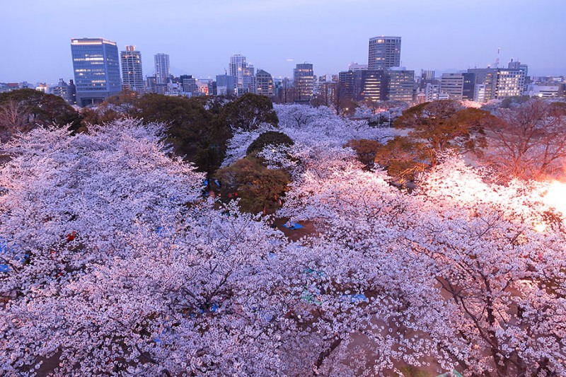 stunning-beautiful-japanese-cherry-blossom-sakura-oriental-cherry-pictures (23)