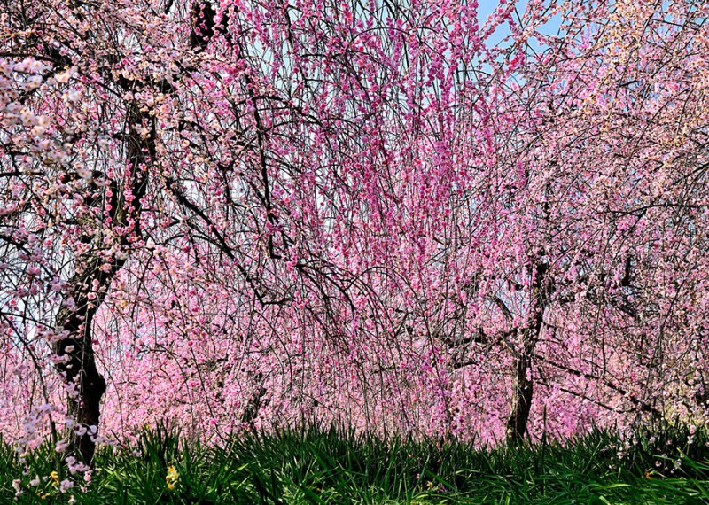 stunning-beautiful-japanese-cherry-blossom-sakura-oriental-cherry-pictures (3)