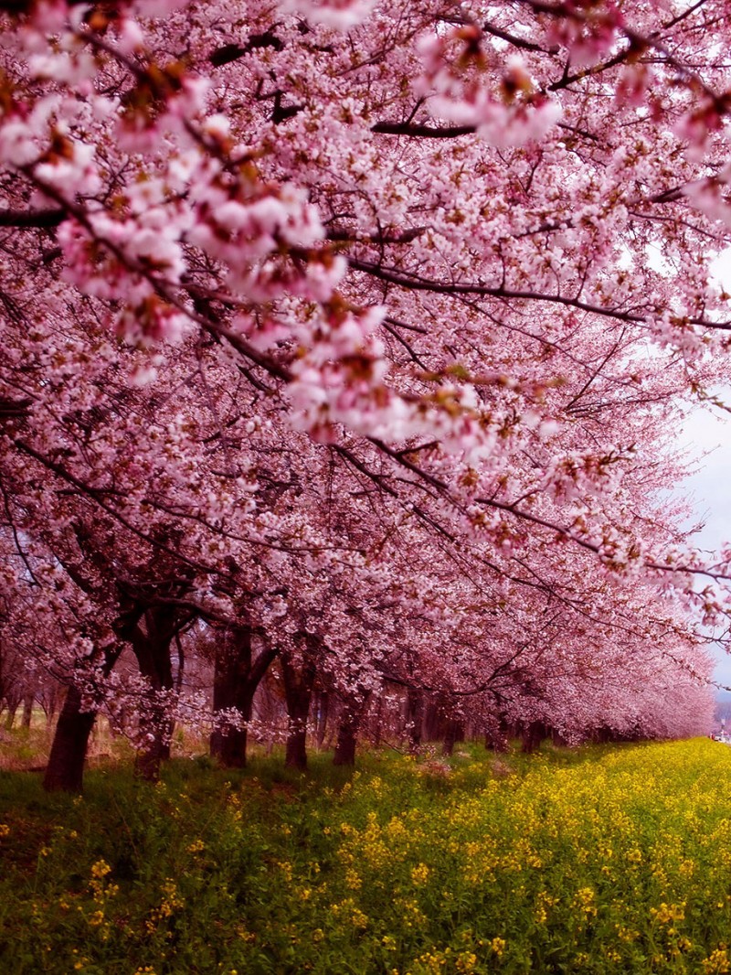 stunning-beautiful-japanese-cherry-blossom-sakura-oriental-cherry-pictures (5)