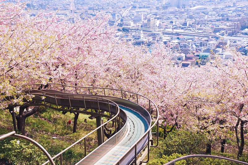 stunning-beautiful-japanese-cherry-blossom-sakura-oriental-cherry-pictures (7)