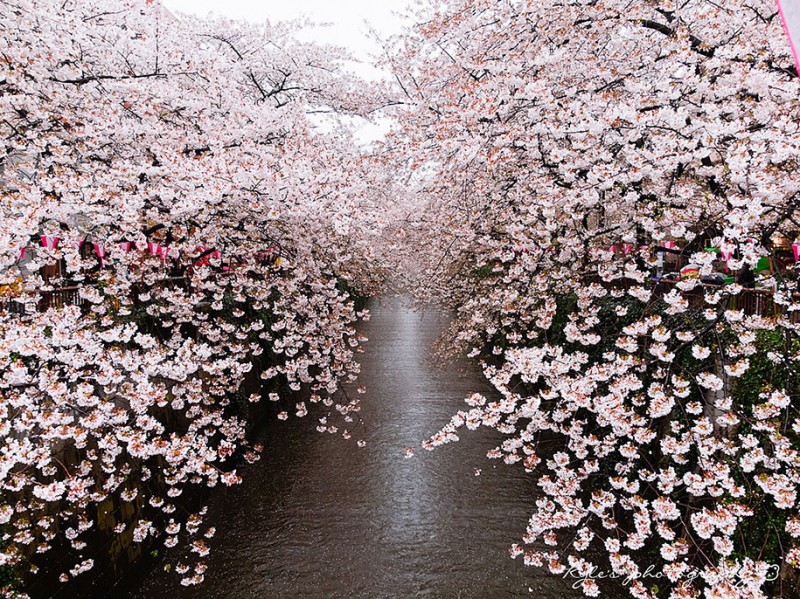 stunning-beautiful-japanese-cherry-blossom-sakura-oriental-cherry-pictures