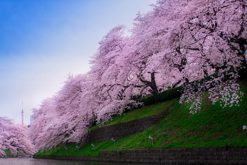 stunning-beautiful-japanese-cherry-blossom-sakura-oriental-cherry-pictures (9)