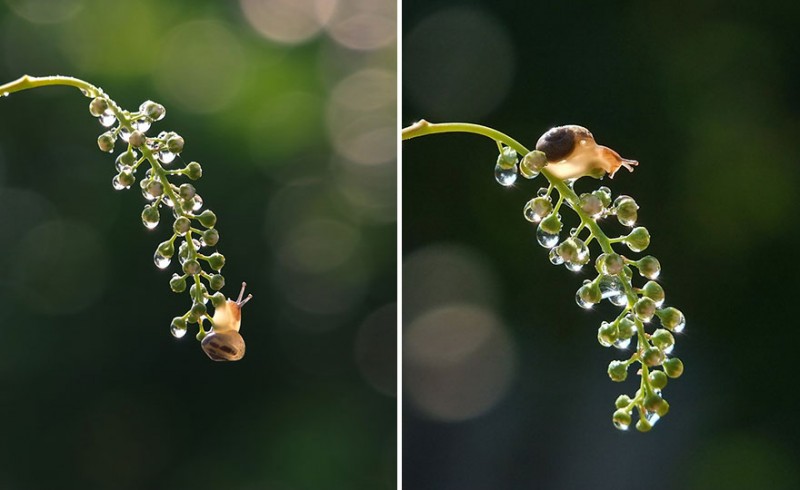 wondrous-beautiful-macro-photography-snails-pictures (8)