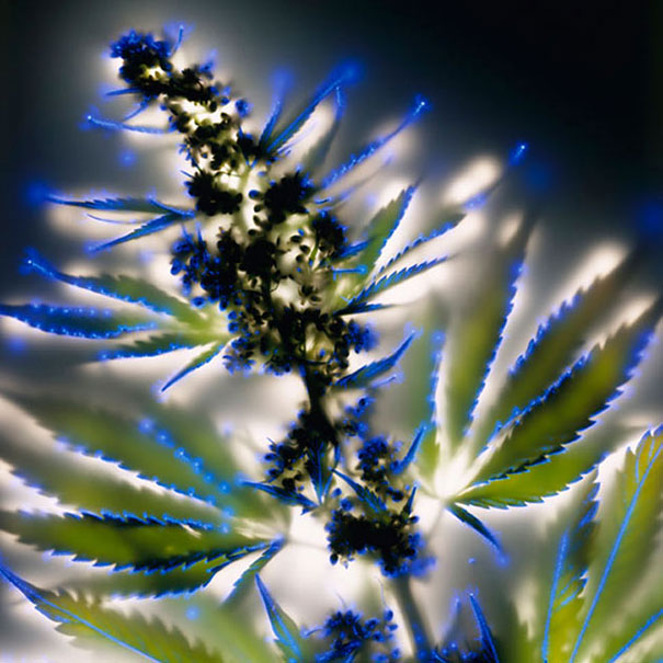 amazing-photos-electrified-flowers-plants-coronal-discharges-Kirlian-photography (2)
