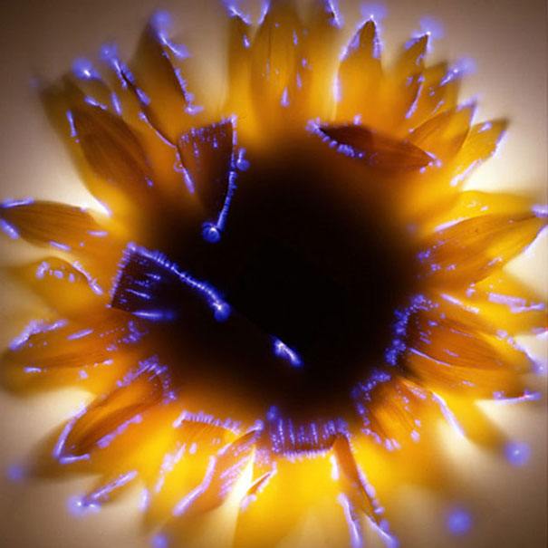 amazing-photos-electrified-flowers-plants-coronal-discharges-Kirlian-photography (6)