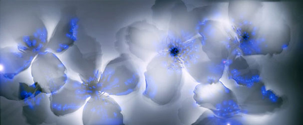 amazing-photos-electrified-flowers-plants-coronal-discharges-Kirlian-photography (7)